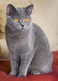 Datei:BKH Katze blau.jpg