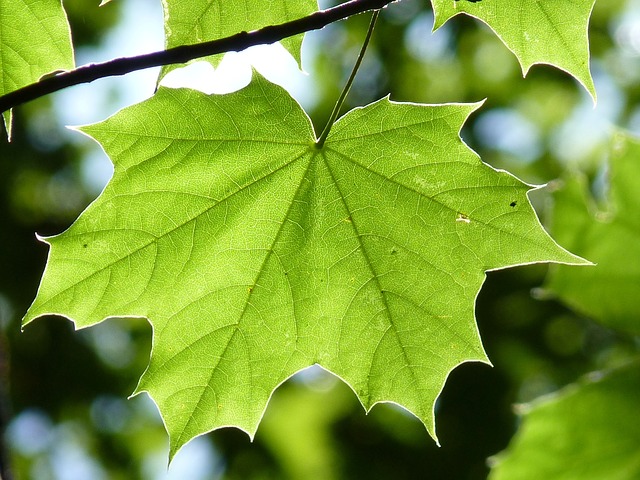 Datei:maple-leaf-888807 640.jpg