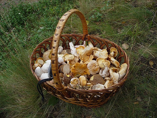 Datei:Pilz.jpg