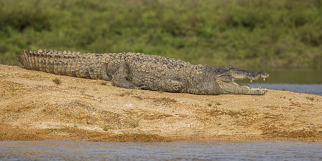 Datei:Krokodil.jpg
