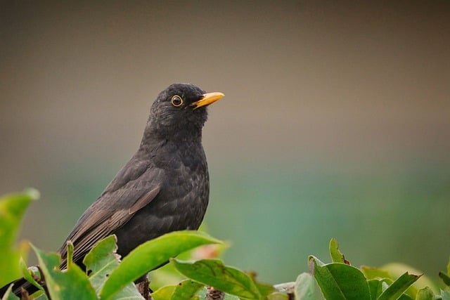 Datei:blackbird-g8bc5c261b 640.jpeg