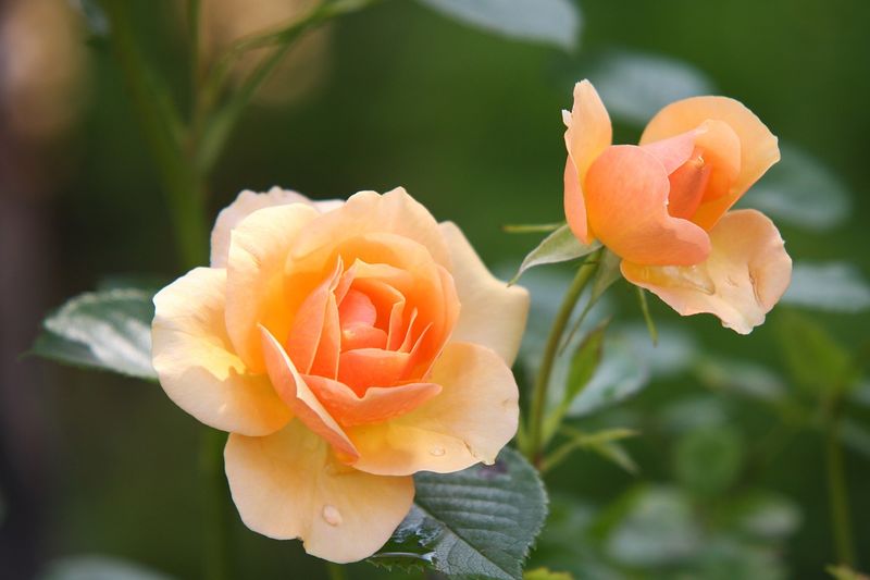 Datei:Rose.jpg